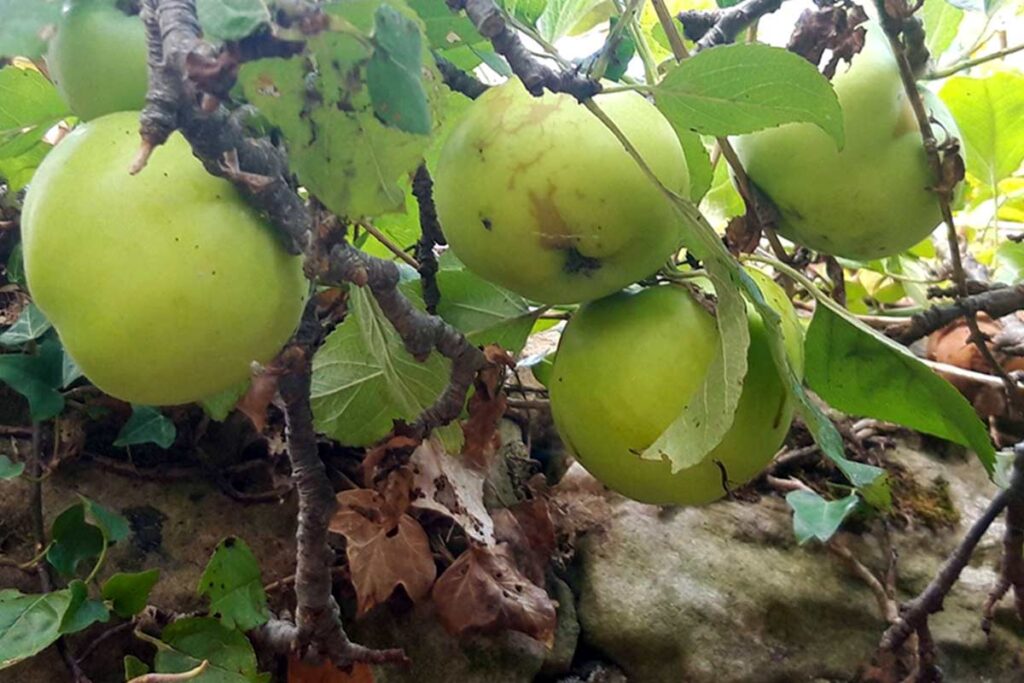 st johns autumn apples